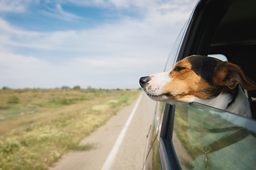 Image showing the dog rides in the car