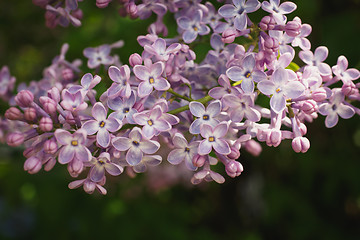 Image showing Branch with spring lilac flowers