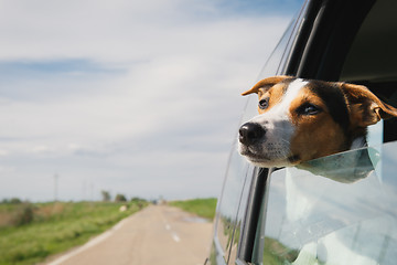 Image showing the dog rides in the car