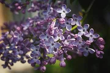 Image showing Branch with spring lilac flowers