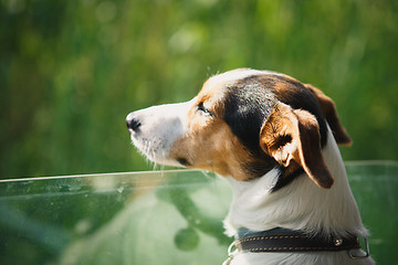 Image showing the dog rides in the car