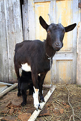 Image showing black goat with child