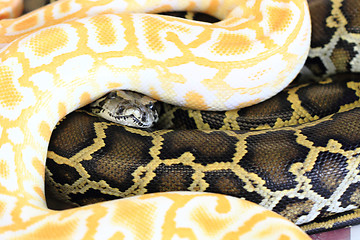 Image showing albino and normal snake