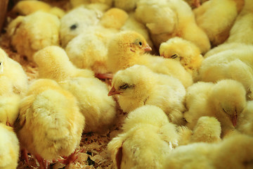 Image showing small yellow chickens