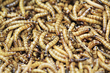 Image showing fresh living worms