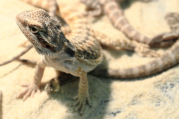 Image showing agama lizard in the sand