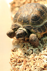 Image showing small turtle pet