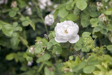 Image showing white wild rose