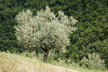 Image showing old olive tree