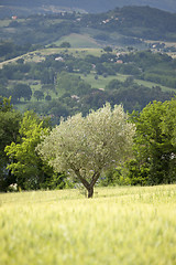 Image showing young olive tree