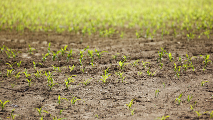 Image showing small corn plants field