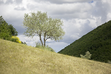 Image showing young olive tree