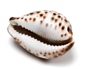 Image showing Shell of Cypraea tigris on white