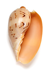 Image showing Seashell of Cymbiola