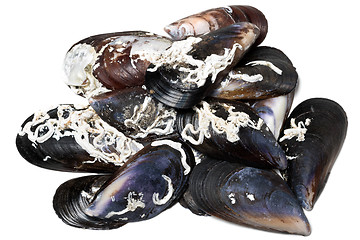 Image showing Shells of mussels