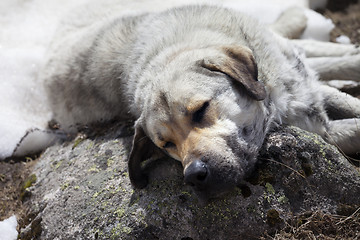 Image showing Homeless dog sleeps on stone