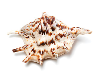 Image showing Lambis tiger shell