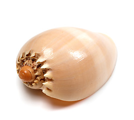 Image showing Shell of Cymbiola on white