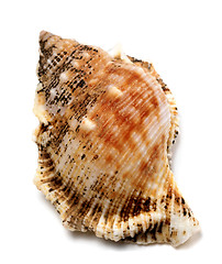 Image showing Shell of Bursa bubo (frog snail)