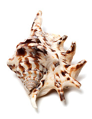 Image showing Lambis tiger shell on white