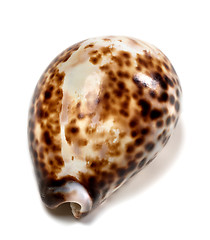 Image showing Shell of Cypraea tigris