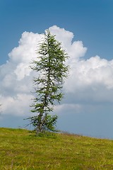 Image showing Pine tree on a hill