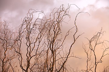 Image showing Bare tree branches