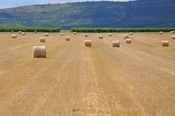Image showing Agricultural field with bales
