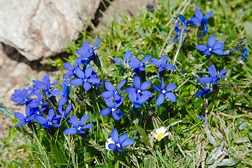 Image showing Small Alpine Flower