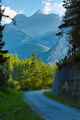 Image showing Forest walking route