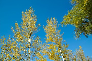 Image showing Autumn tree tops