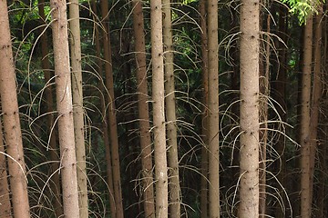 Image showing Forest tree trunks