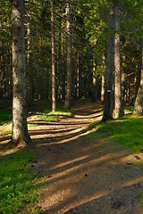 Image showing Forest walking route