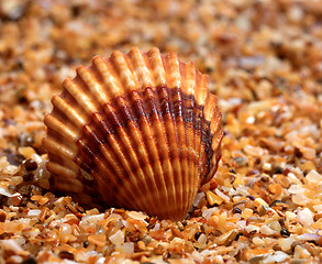 Image showing Seashell on sand in sun day