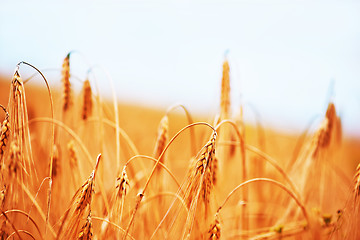 Image showing wheat