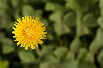 Image showing Bright dandelion flower with copy-space