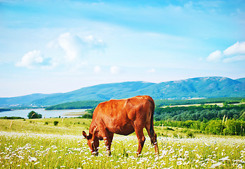 Image showing caws in field