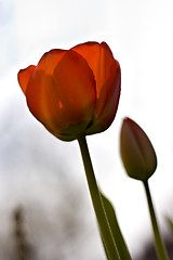 Image showing Two red tulips with shallow depth of field