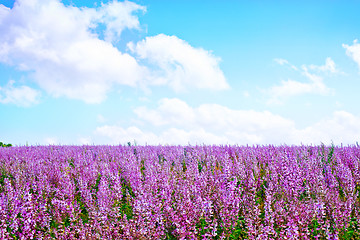 Image showing flowers in field