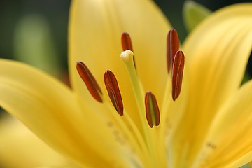 Image showing Yellow lilly