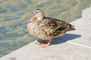 Image showing Gray duck on the edge of an artificial pond