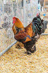 Image showing Big beautiful purebred rooster on a farm, close-up