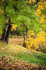 Image showing Beautiful park in it is yellow green shades of foliage