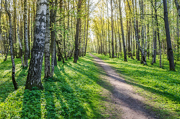 Image showing Alley shined by solar beams in spring park