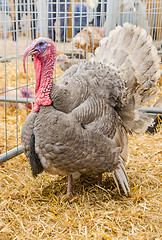 Image showing Big beautiful turkey on a farm, close-up