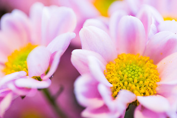 Image showing close up of beautiful pink chrysanthemum flowers