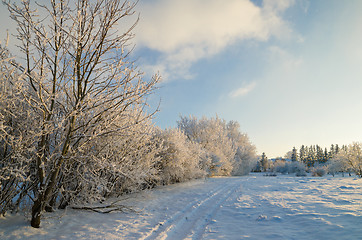 Image showing trees covered with hoarfrost against the blue sky