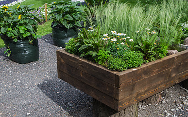 Image showing Plants and vegetables grown in a wooden box, close up