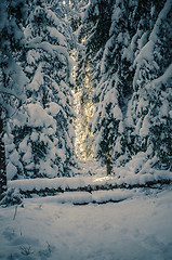 Image showing Winter snow covered trees. Winter wonderland