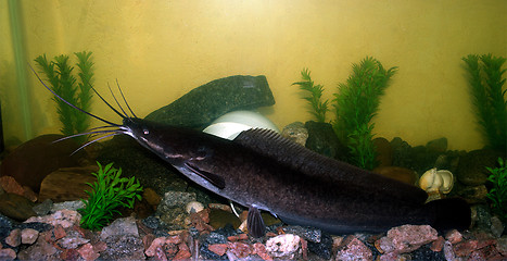 Image showing African catfish in the aquarium